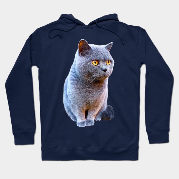 British Shorthair Cat Blue with Orange eyes Hoodie by Elarex